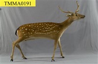 藏品(臺灣梅花鹿)的圖片